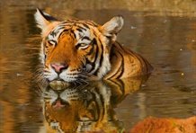 Ranthambhore National Park
